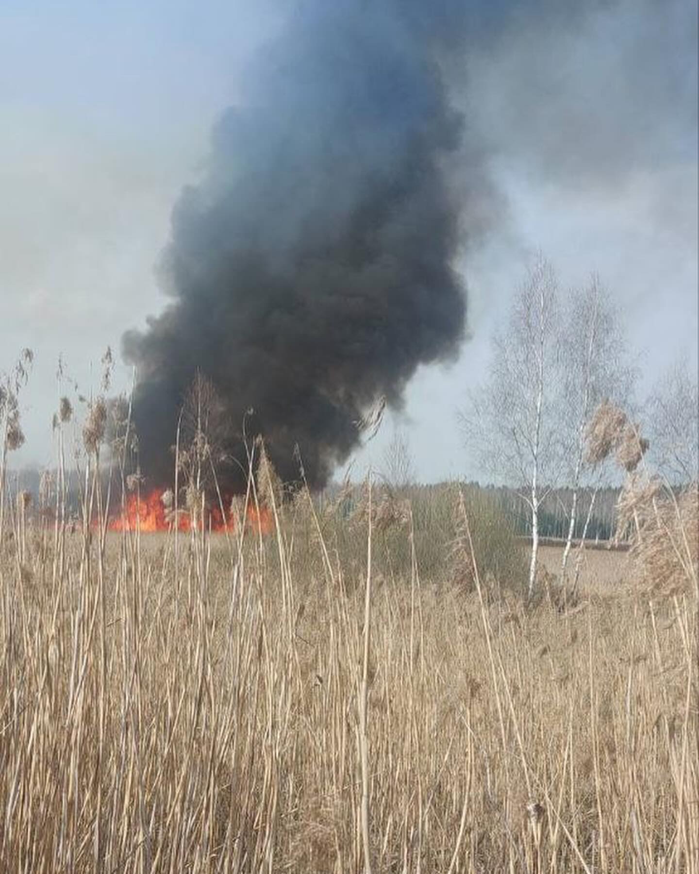Возгорания в лесном фонде Пуховичского лесхоза